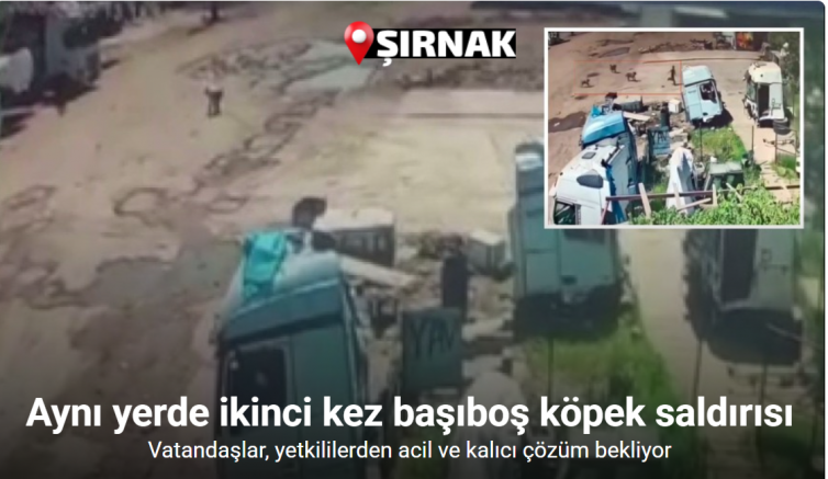 Başıboş köpekler önce küçük çocuğa şimdi de yaşlı adama saldırdı