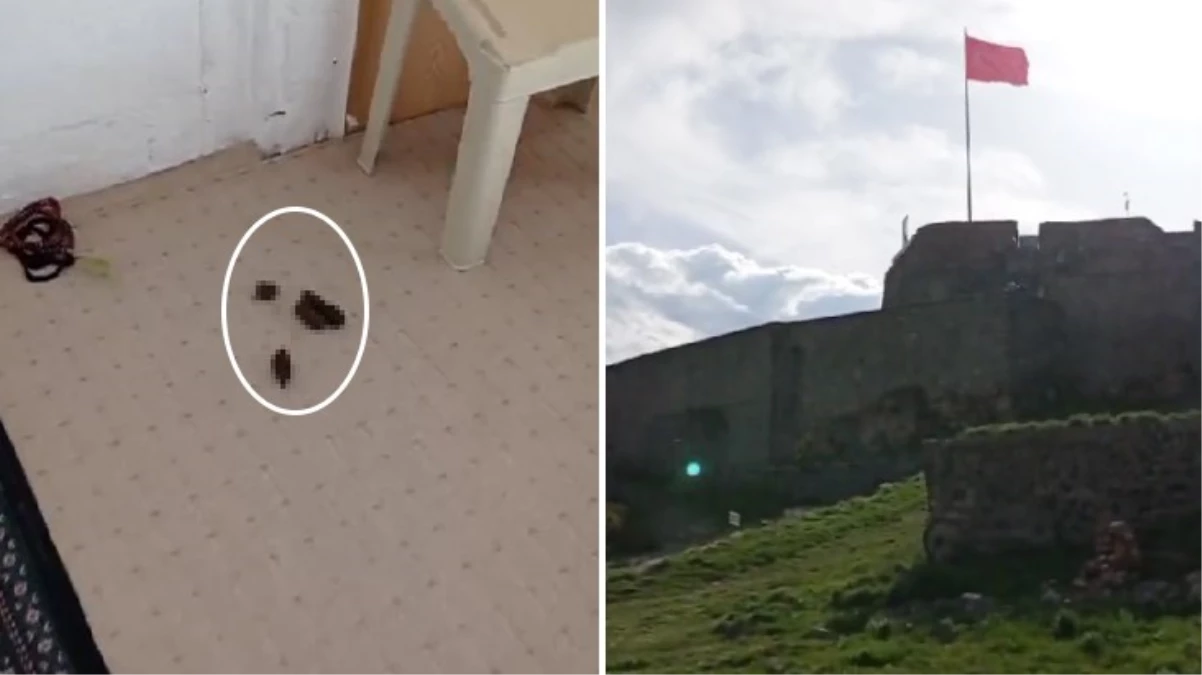 Başıboş sokak köpekleri, Kars'taki Kale Camii'nin içine dışkıladı