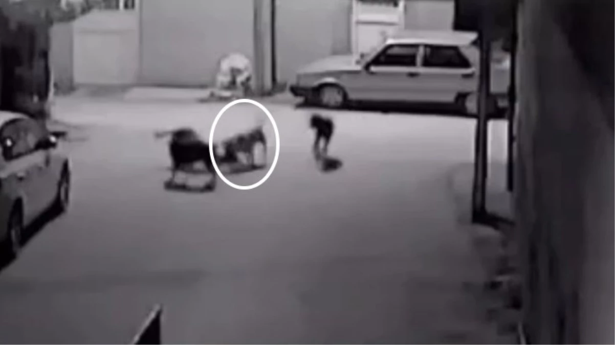 Başıboş sokak köpekleri otomobilin altındaki kediyi parçaladı