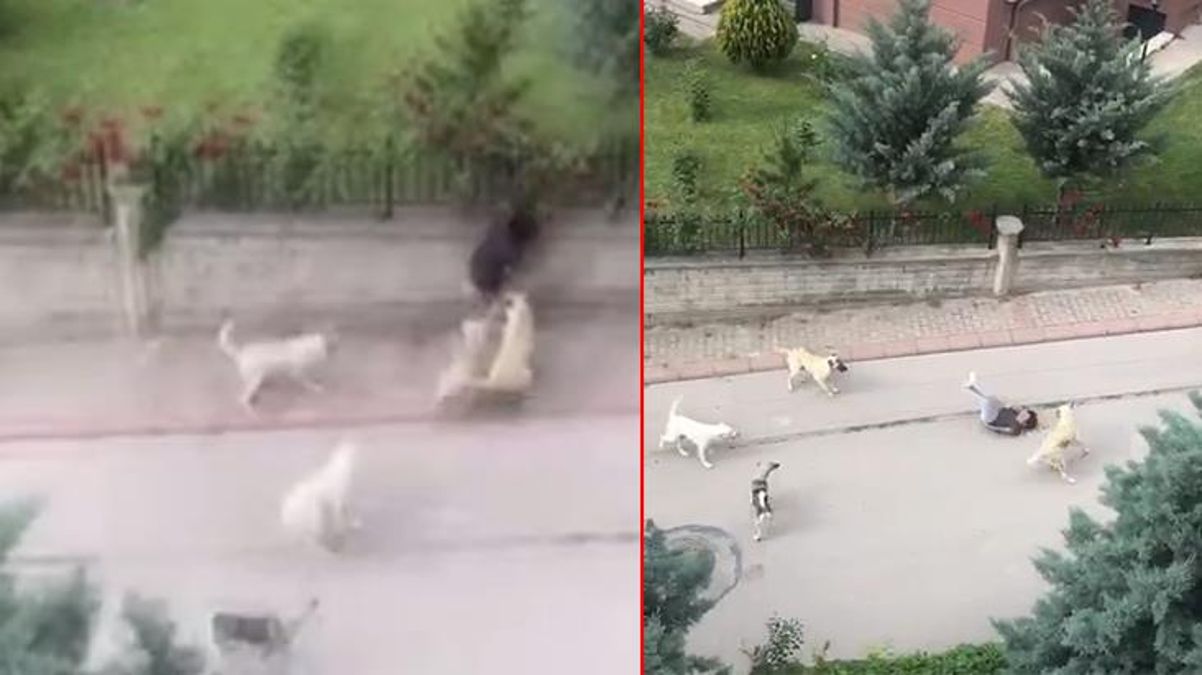 Başkent'in göbeğinde yaşandı! 6 başıboş köpek, küçük çocuğa saldırdı - Haberler
