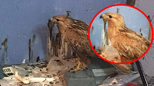 Baskın sonucu ortaya çıktı! 'Kartal' satmaya çalıştılar