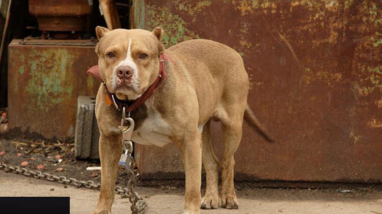Batman'da pitbull köpekleri silah gibi kullanan terör bağlantılı suç örgütü çökertildi
