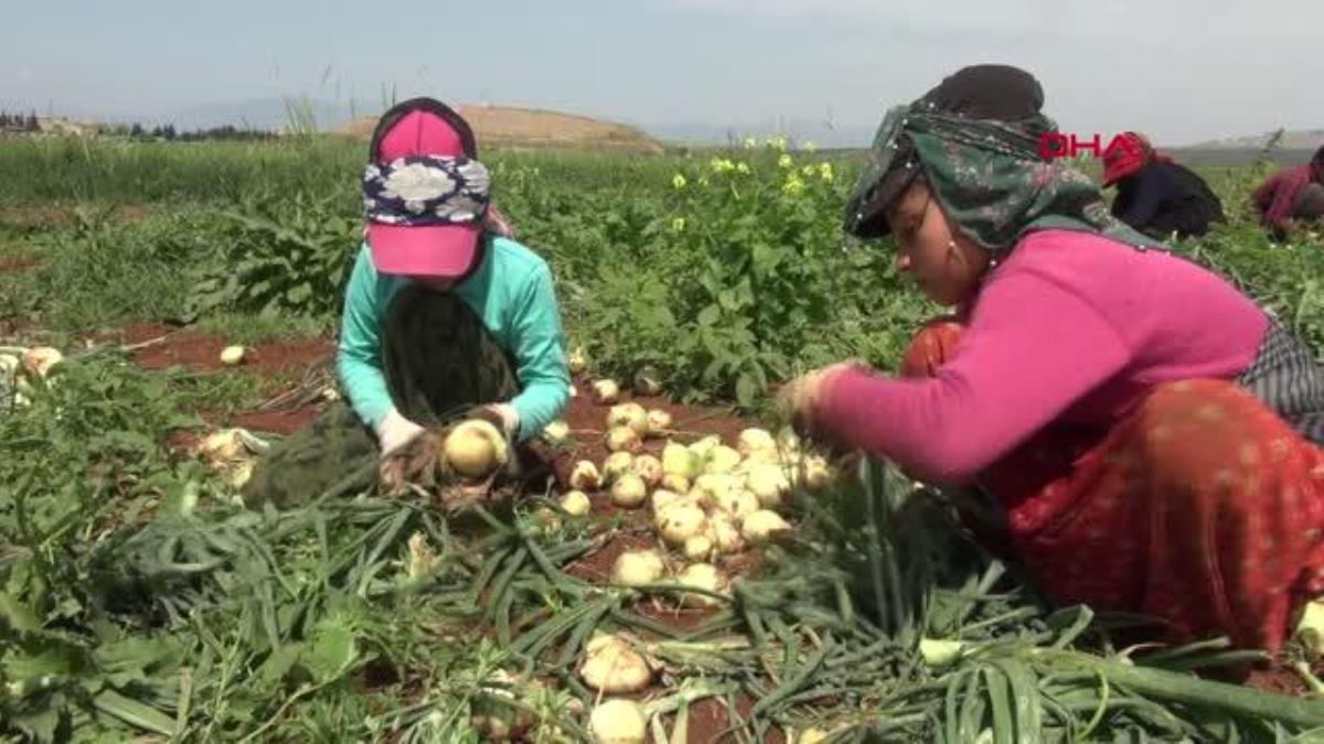 BAYRAM TATİLİNDE AİLELERİYLE BİRLİKTE SOĞAN TARLASINDA ÇALIŞIYORLAR