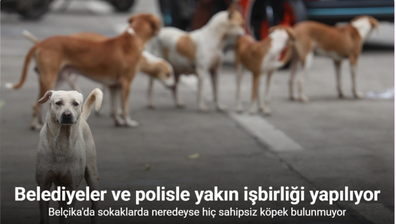 Belçika'da vakıf kültürü ve kamu gücü iş birliği başıboş köpek varlığını engelliyor