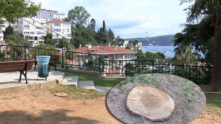 Beşiktaş Ayazma Parkı'nda tartışmalı ağaç kesimi