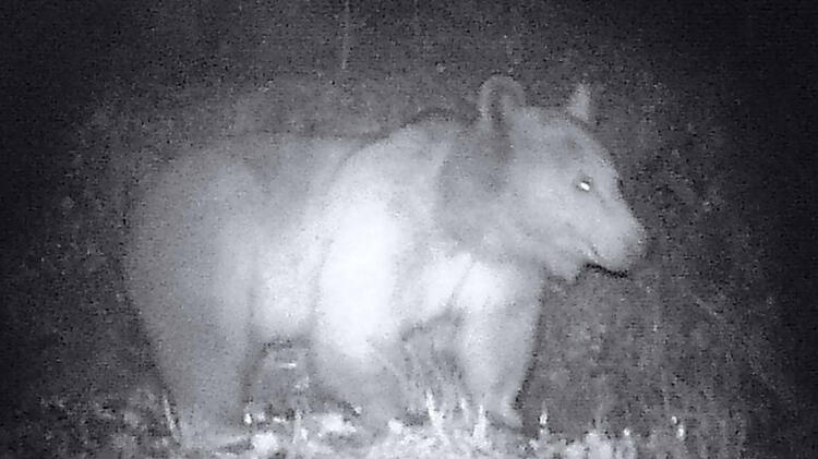 Bilecik’te bozayılar fotokapanla görüntülendi