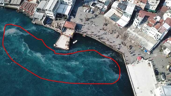 Binlerce denizanası istila etti