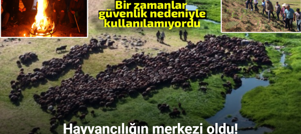 Bir zamanlar güvenlik nedeniyle kullanılamayan yaylalar, bugün hayvancılığın merkezi oldu
