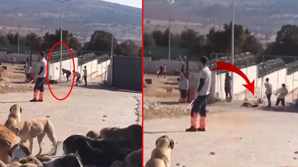 Biri bu katliamı durdursun! Kürekle vurup öldürdükten sonra iple sürükleyip götürdüler