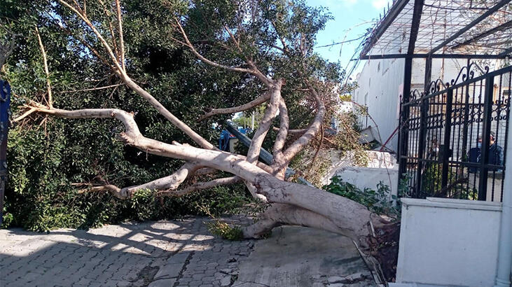 Bodrum'da kuvvetli fırtına ağaçları devirdi