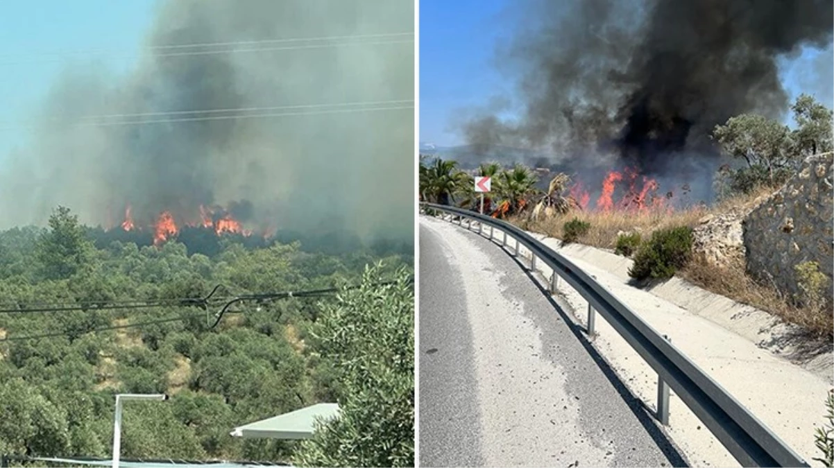 Bodrum'da orman yangını! Alevler yerleşim yerlerini tehdit ediyor
