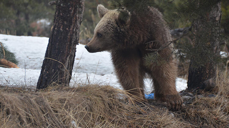 Bolu’da bozayının saldırısına uğrayan çoban yaralandı