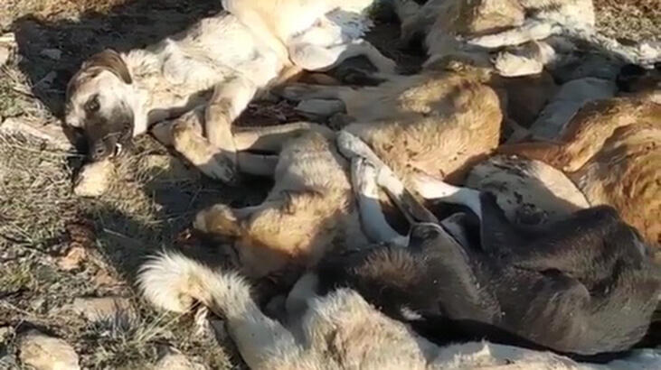 Boş arazide baygın halde bulundular! Belediye sahip çıktı