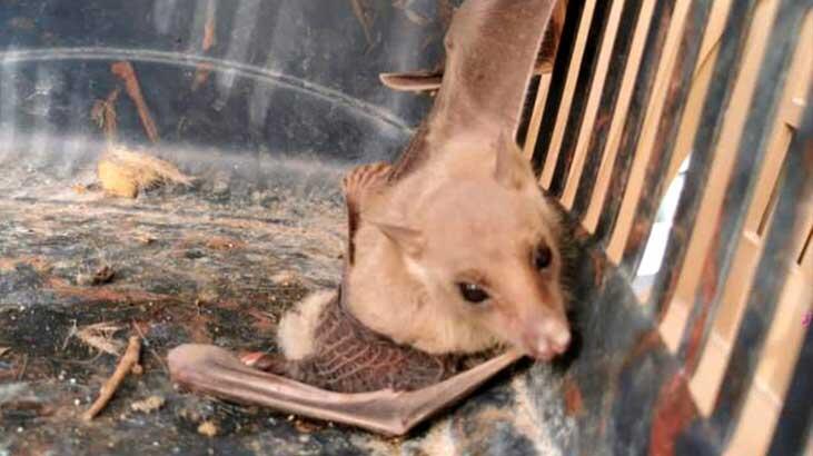 Brezilya'da yaşayan vampir yarasa Mersin'de görüldü