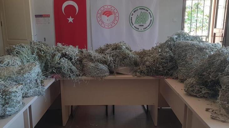 Bu bitkiyi koparanlara 657 bin 558 TL ceza kesildi