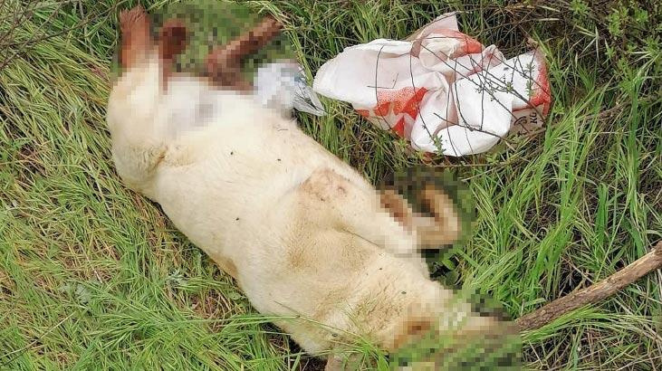 Bu nasıl vicdansızlık! Kan donduran olay