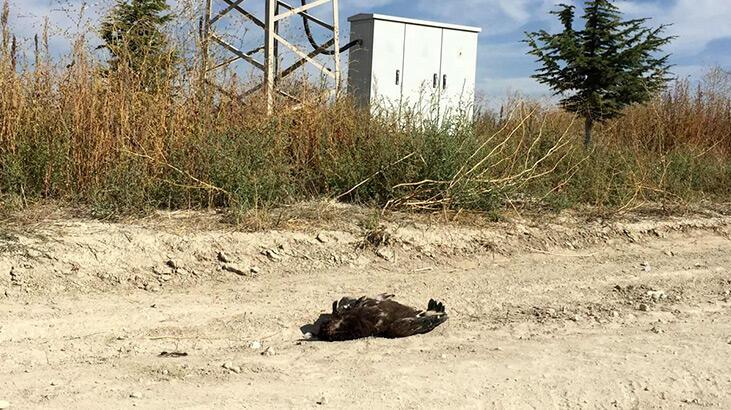 Bulgaristan'da verici takılan kartal, Konya'da ölü bulundu