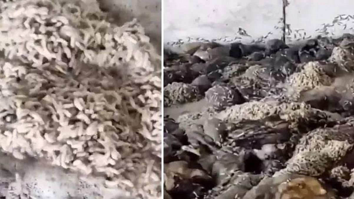 Bunları insanlara yedireceklerdi! Mide bulandıran işkembeciye ekiplerden baskın