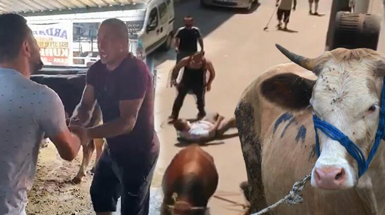 Bursa'da akılalmaz olay! Boğa kaçtı, kurbanlık pazarlığında kolu çatladı