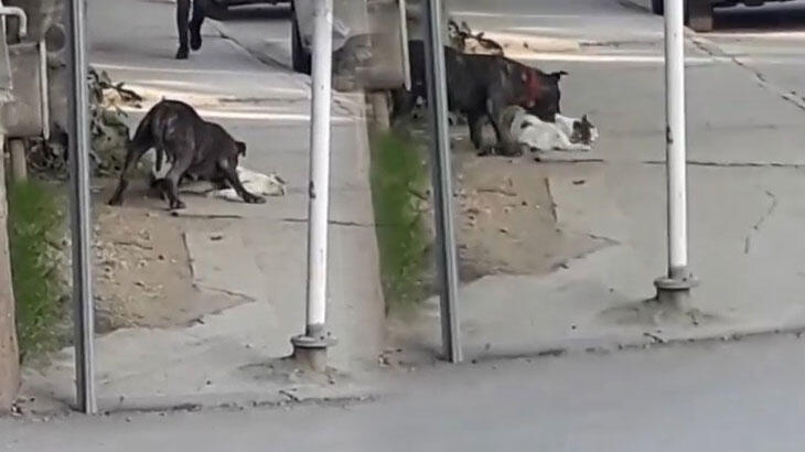 Bursa'da feci görüntüler!