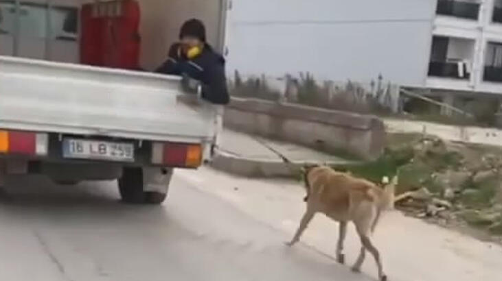 Bursa'da isyan ettiren görüntü! Köpeği böyle sürükledi