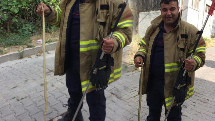 Cadde üzerinde yılan paniği gören telefona sarıldı