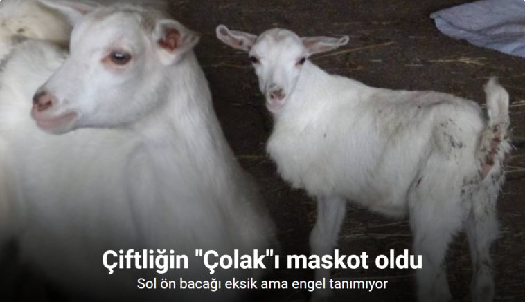 Çanakkale’de 3 bacaklı oğlak görenleri şaşırtıyor