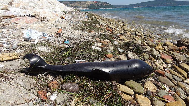 Çanakkale'de ölü yunus karaya vurdu