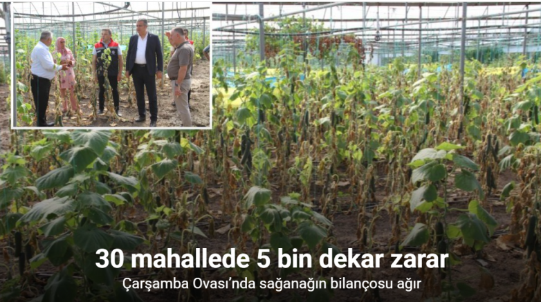 Çarşamba Ovası’nda sağanağın bilançosu ağır: 30 mahallede 5 bin dekar zarar