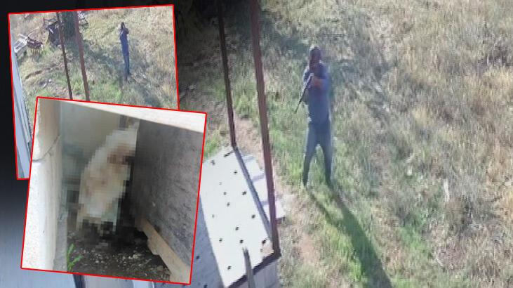 Çiftlikte dehşet! 2 köpeği tüfekle katledip 2'sini zehirlediler