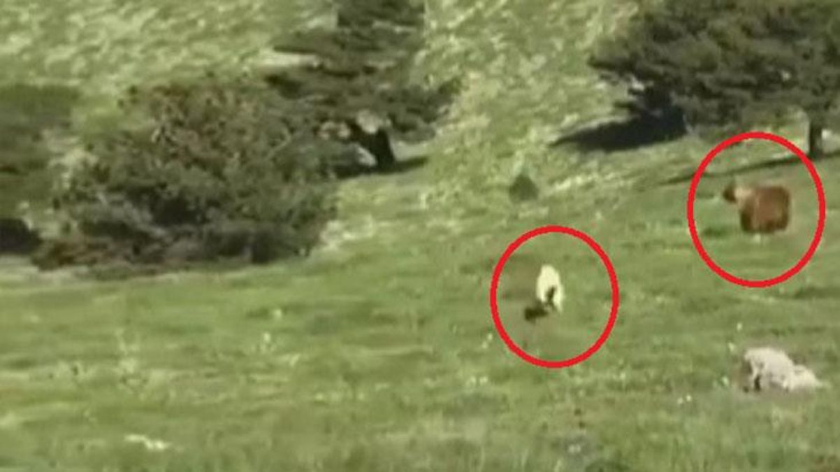 Çoban, çıtırtıyı duyup çalılara doğru dönünce dev ayıyı gördü! Hırçın kangal canını siper edip koyunların önüne atladı - Haberler