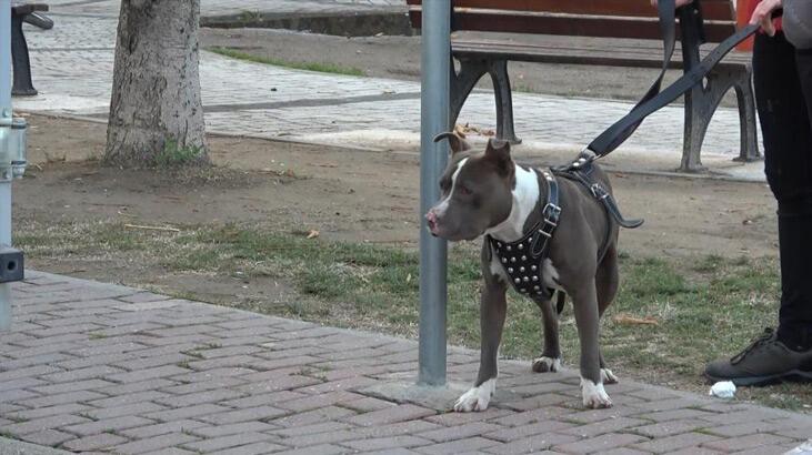 Çocuk parkına terkedilen pitbullu kemeriyle yakaladı