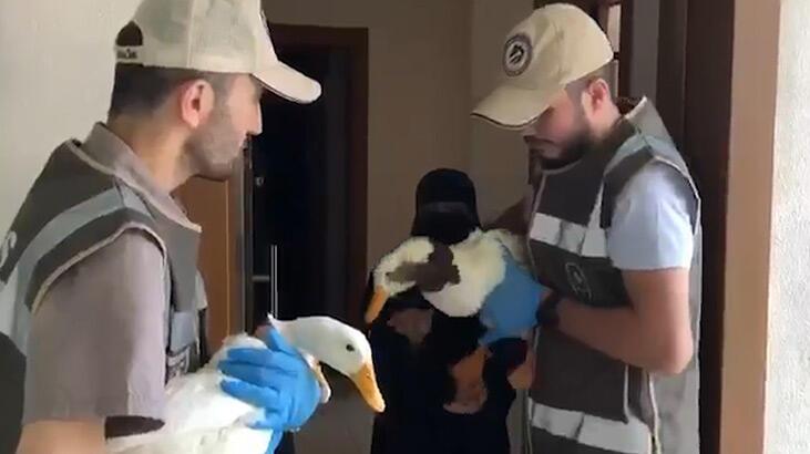 Çok konuşulan Başakşehir'deki ördeklerle ilgili yeni karar!