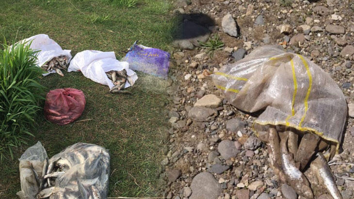 Çuval  çuval bulundu! Hemen imha edildi