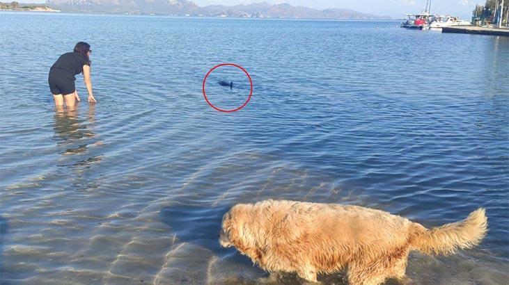 Datça’da yavru yunus sürprizi