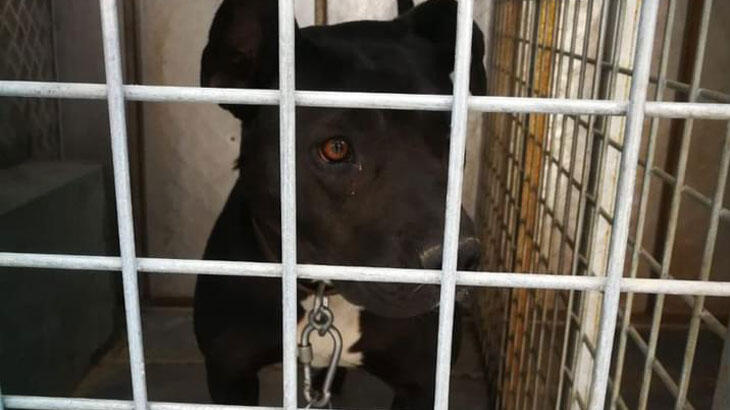 Denetim anında bagajdan çıkan pitbull polislere saldırdı