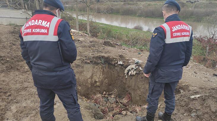 Depoda 300 kilo at eti! Baba ve oğlu gözaltına alındı