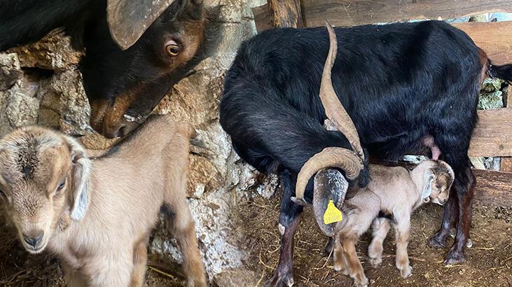 Doğum yapınca kesmekten vazgeçti