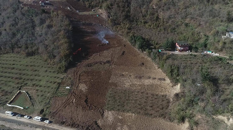 'Drakula'nın tehdit ettiği fındık ağaçları söküldü!