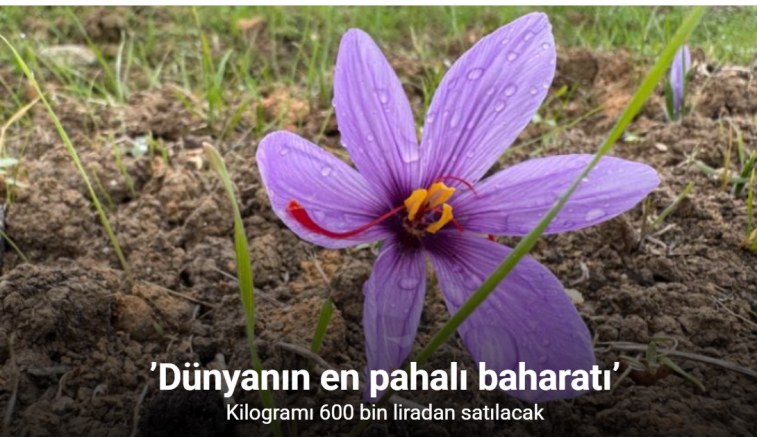 ’Dünyanın en pahalı baharatı’ safranın kilogramı 600 bin liradan satılacak