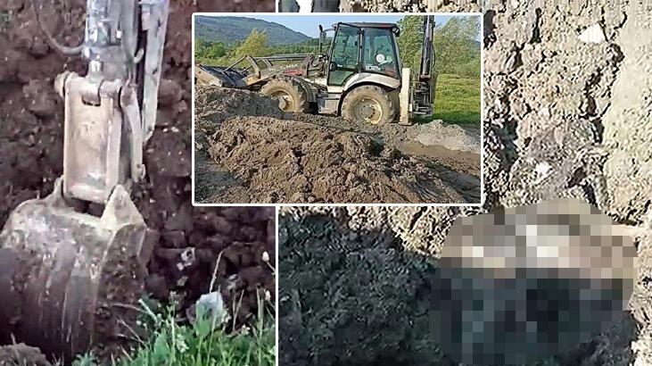 Düzce'de kazılan yerlerden 15 köpek ölüsü çıktı, soruşturma başlatıldı