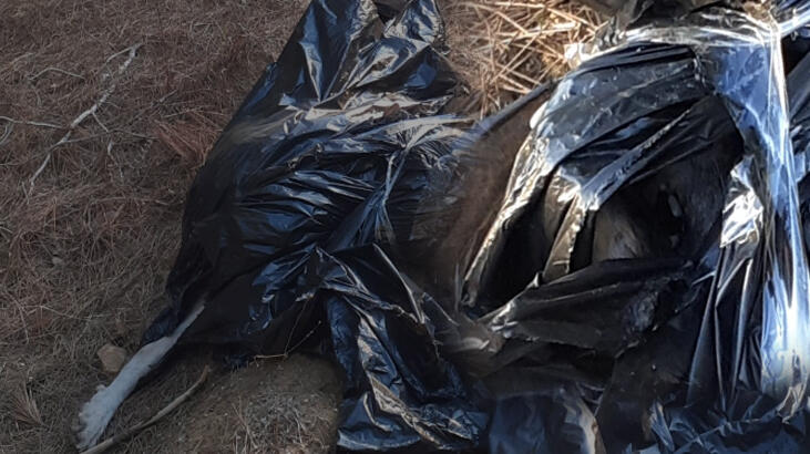 Edirne ormana atılmış çöp poşetinde ölmüş köpek bulundu