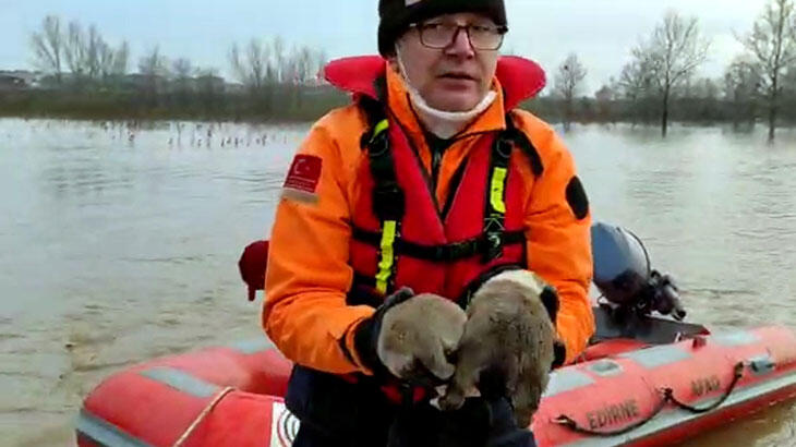 Edirne'de selde mahsur kalan yavru köpekler kurtarıldı
