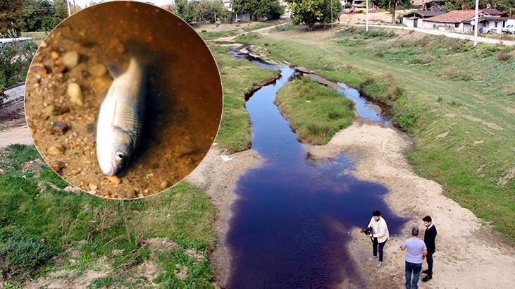 Edirne'de siyah akan derede balık ölümleri yaşandı