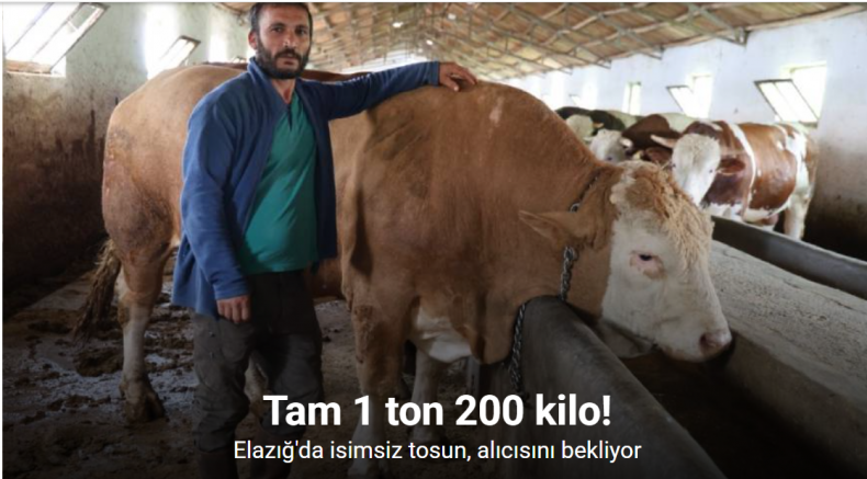 Elazığ’da 1 ton 200 kiloluk isimsiz tosun, alıcısını bekliyor