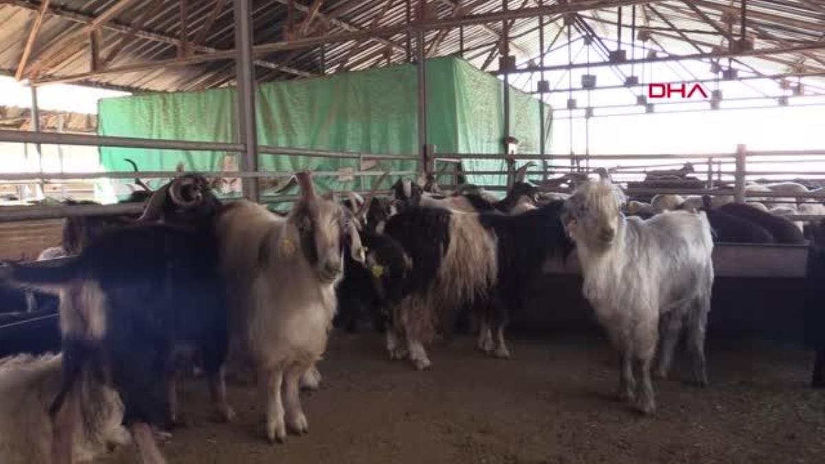 ELAZIĞ'DA 170 BİN HAYVANDAN 140 BİNİ AŞILANACAK