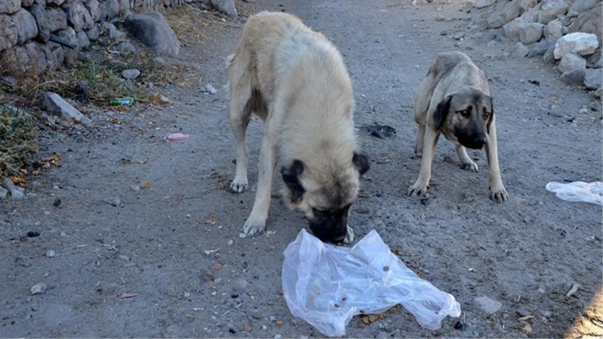 Elazığ'da başıboş sokak köpekleri kümese saldırdı, 10 tavuk telef oldu