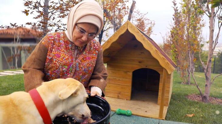 Emine Erdoğan'dan Hayvanları Koruma Kanunu teklifine ilişkin paylaşım