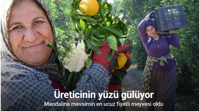 En ucuz meyve: Mandalina bahçede 8 TL’ye kadar düştü
