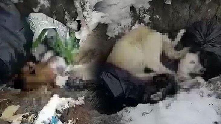 Erzincan'da çöp alanındaki ölü köpeklerle ilgili soruşturma